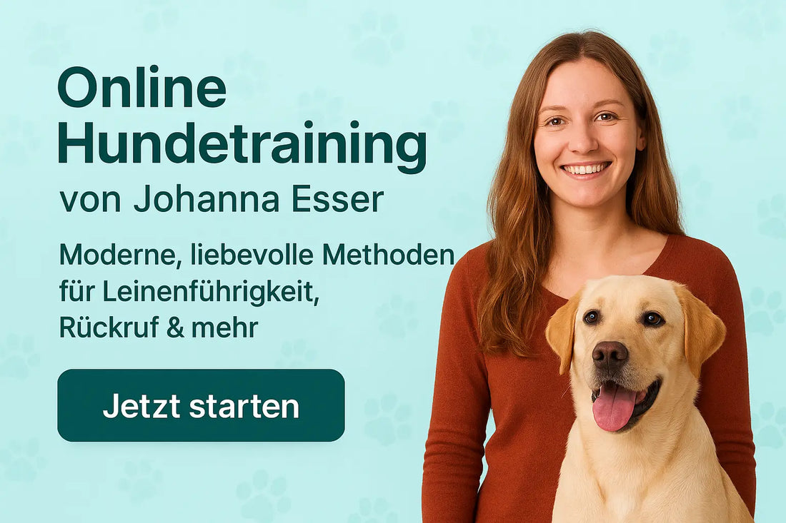 Online Hundetraining – So erziehst Du Deinen Hund entspannt und erfolgreich LinkeHomeStore